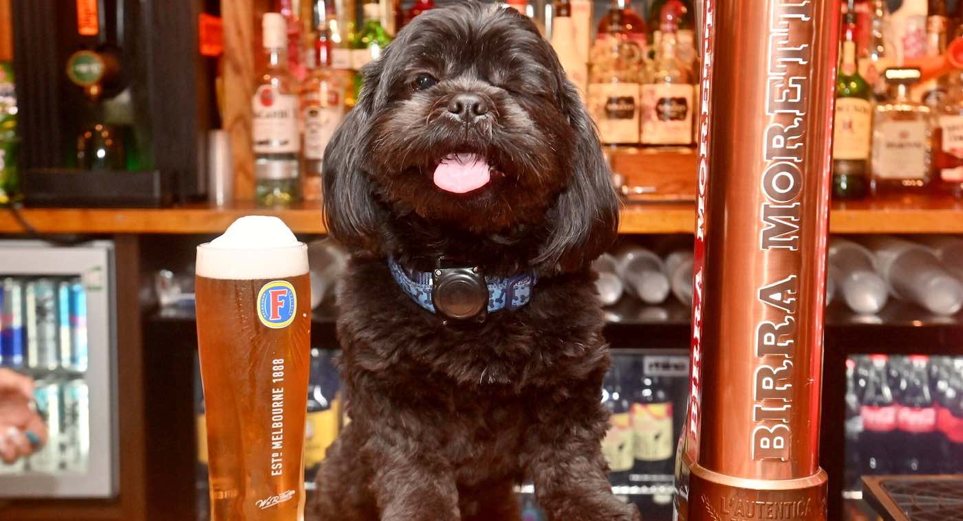 Pub Owner Adopts Dog After it Dashed into Bar When Owner Died in Car Crash–Now He’s a Local Favorite