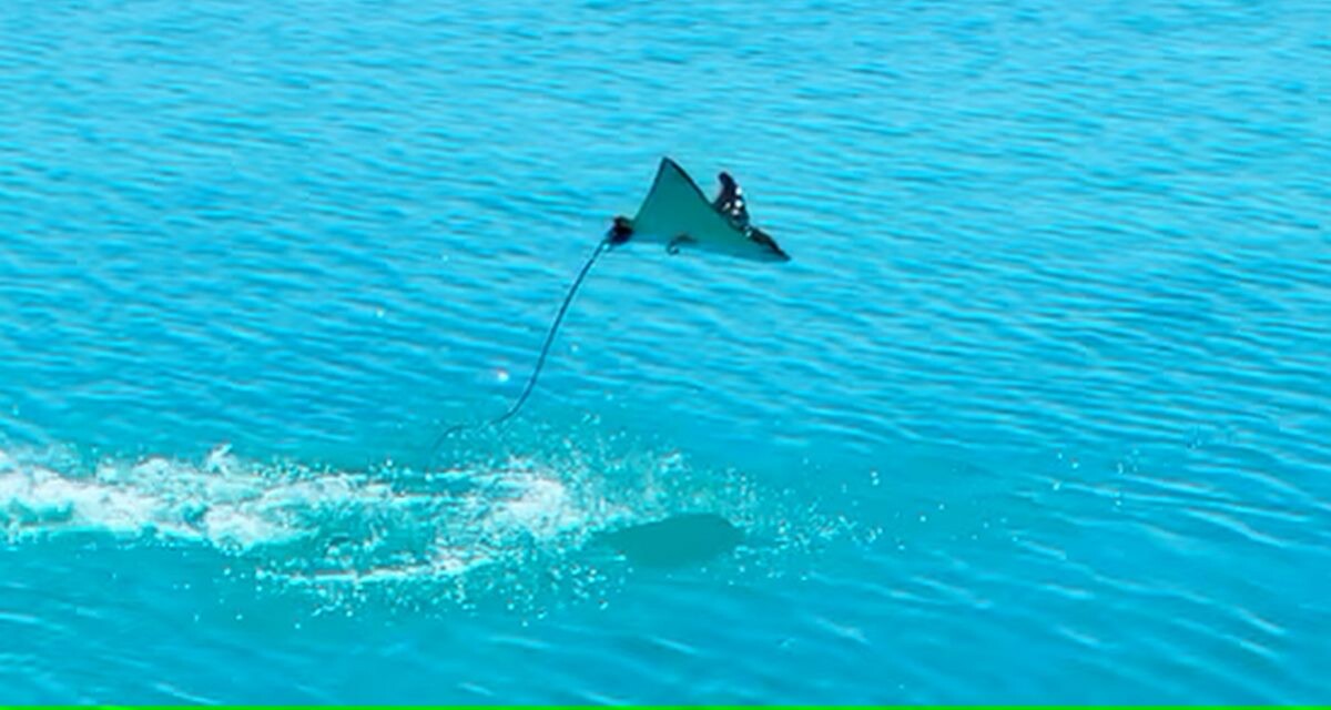 From Courtship, Escaping Predators or Just for Fun, Why Do Stingrays Jump Out of the Water?