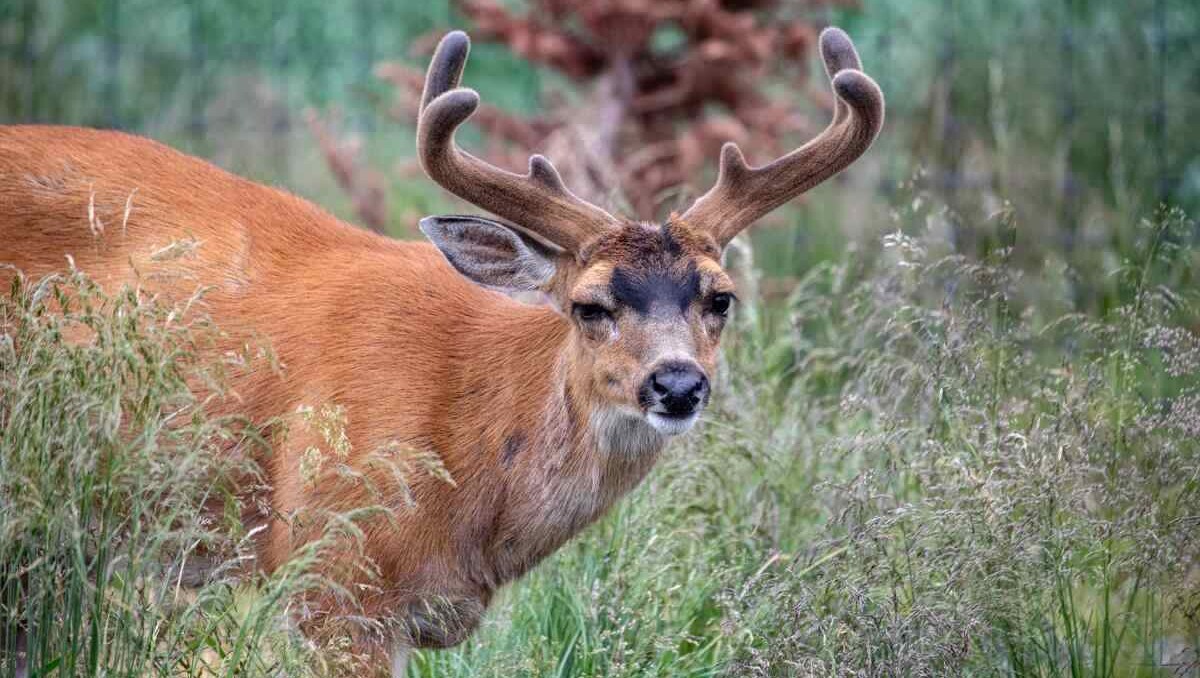 33,000 Bucks Raised to Rebuild Deer Shelter for Alaska Wildlife Conservation Center