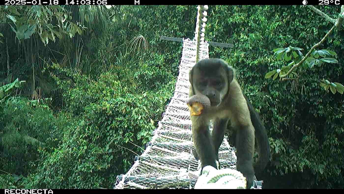 In the Amazon, One Woman's Ingenious Canopy Bridges Are Helping Monkeys Cross the Road Safely