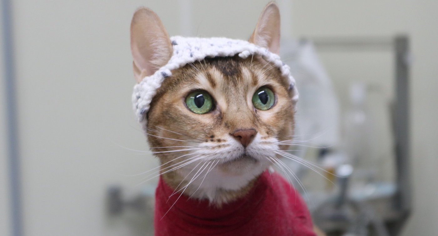 Cat brain scan with wool cap