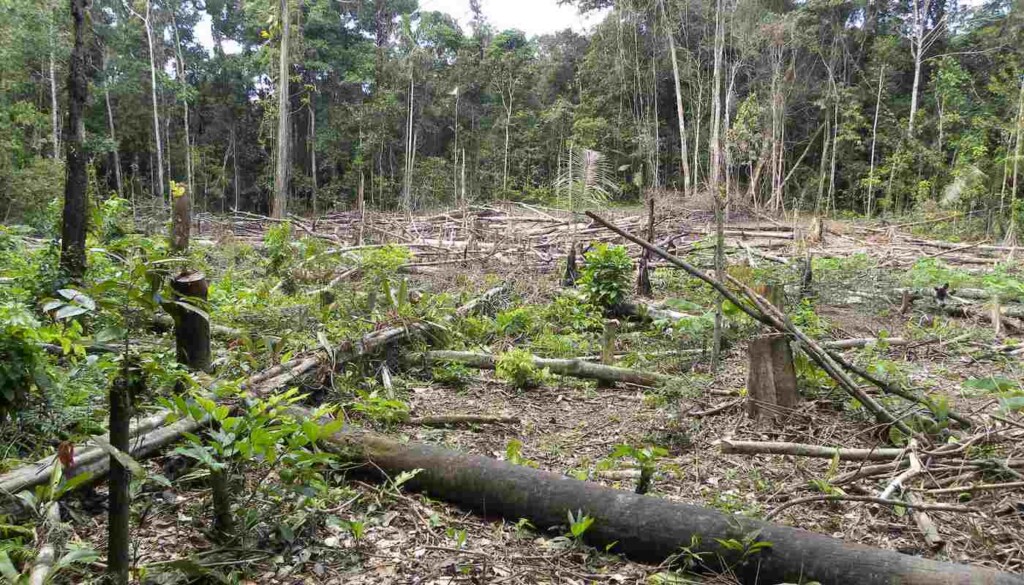 コロンビアのアマゾン地域の森林伐採